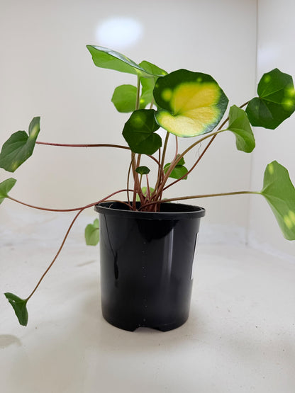 Farfugium aureomaculatum - 100mm