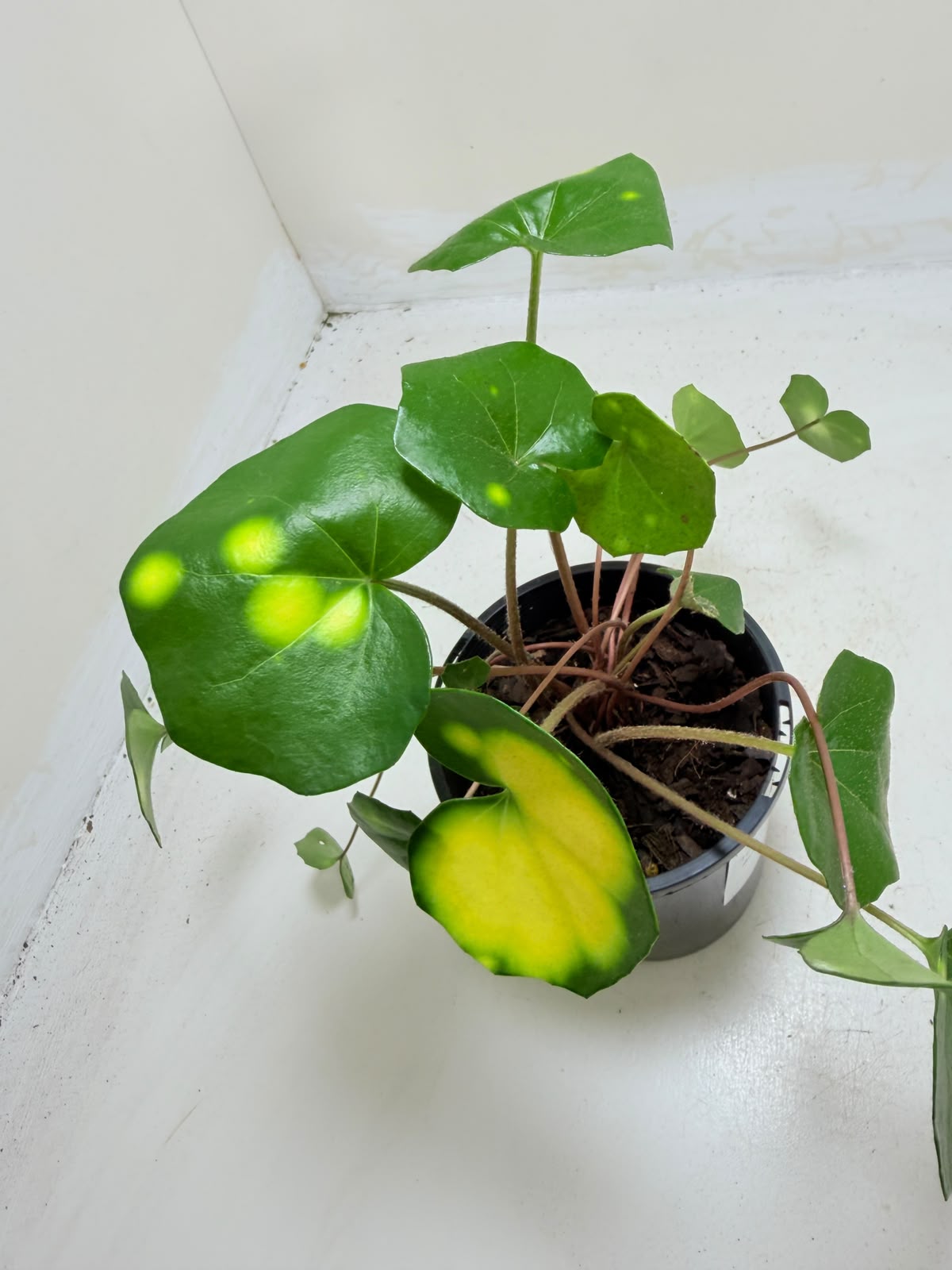 Farfugium aureomaculatum - 100mm