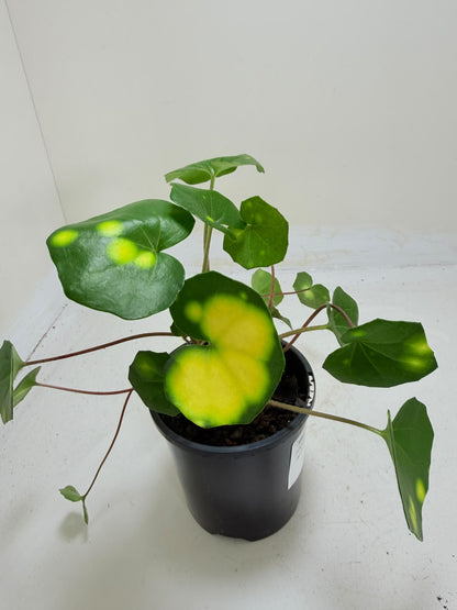 Farfugium aureomaculatum - 100mm