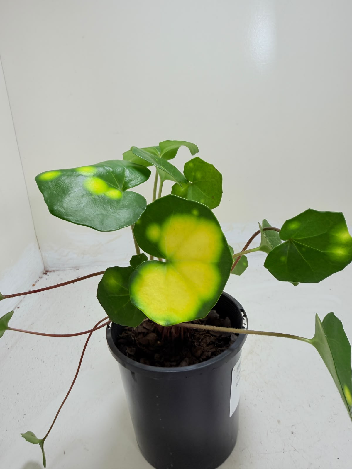 Farfugium aureomaculatum - 100mm