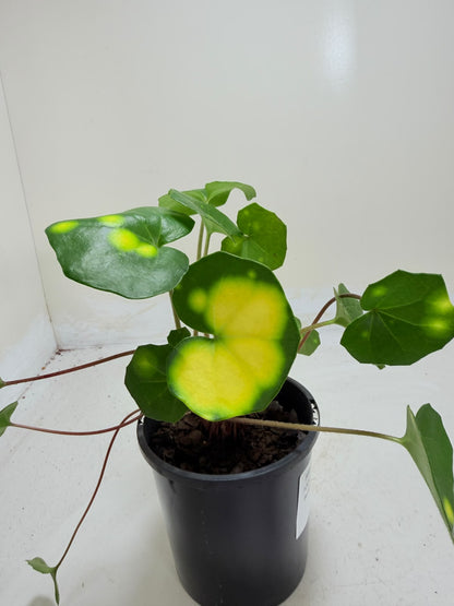 Farfugium aureomaculatum - 100mm