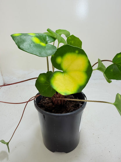 Farfugium aureomaculatum - 100mm