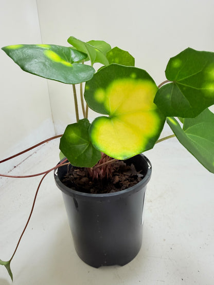 Farfugium aureomaculatum - 100mm