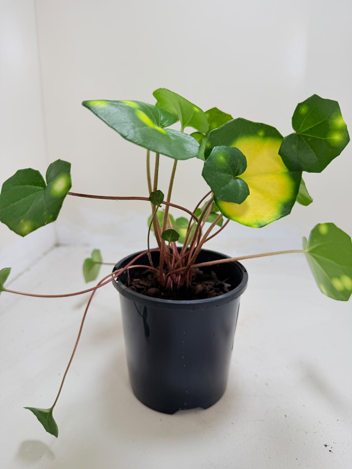 Farfugium aureomaculatum - 100mm