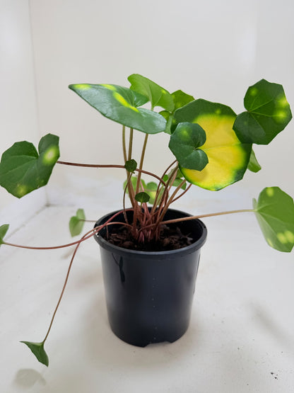 Farfugium aureomaculatum - 100mm