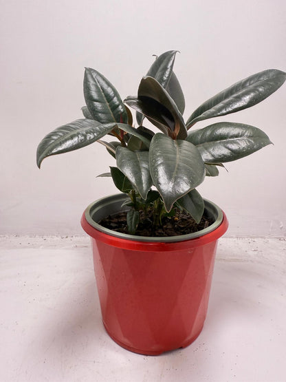Ficus Elastica ‘Burgundy’ 130 mm