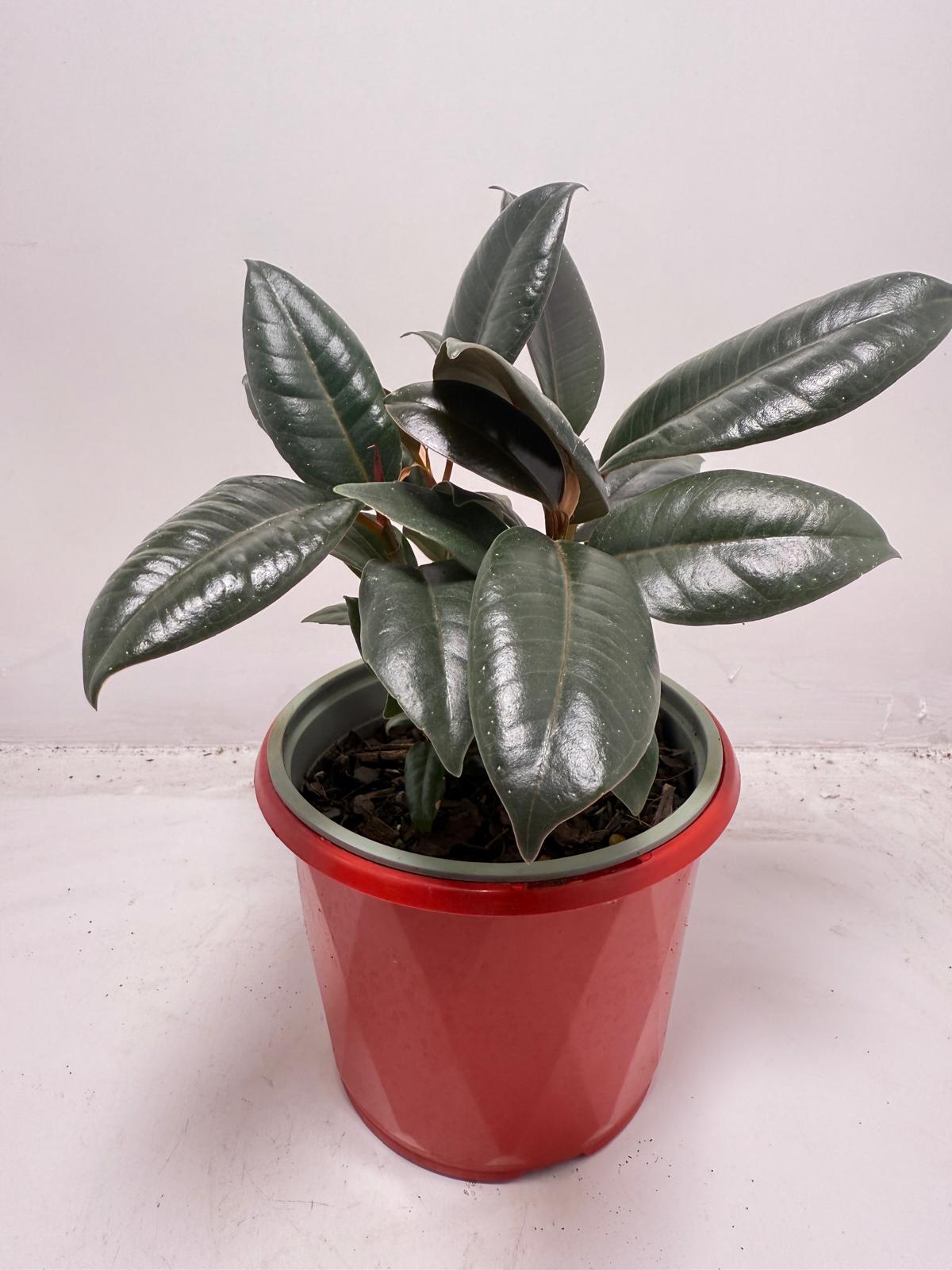Ficus Elastica ‘Burgundy’ 130 mm