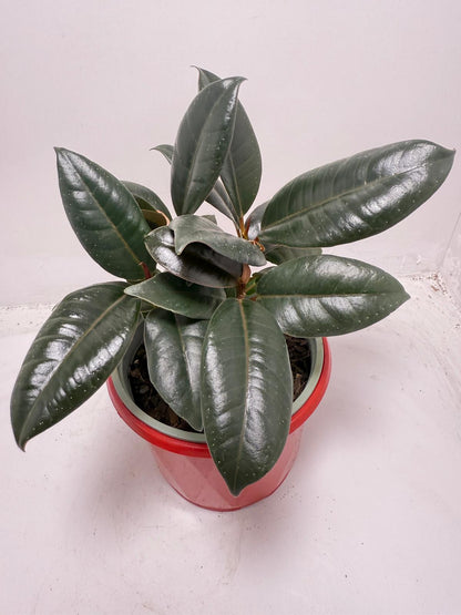 Ficus Elastica ‘Burgundy’ 130 mm