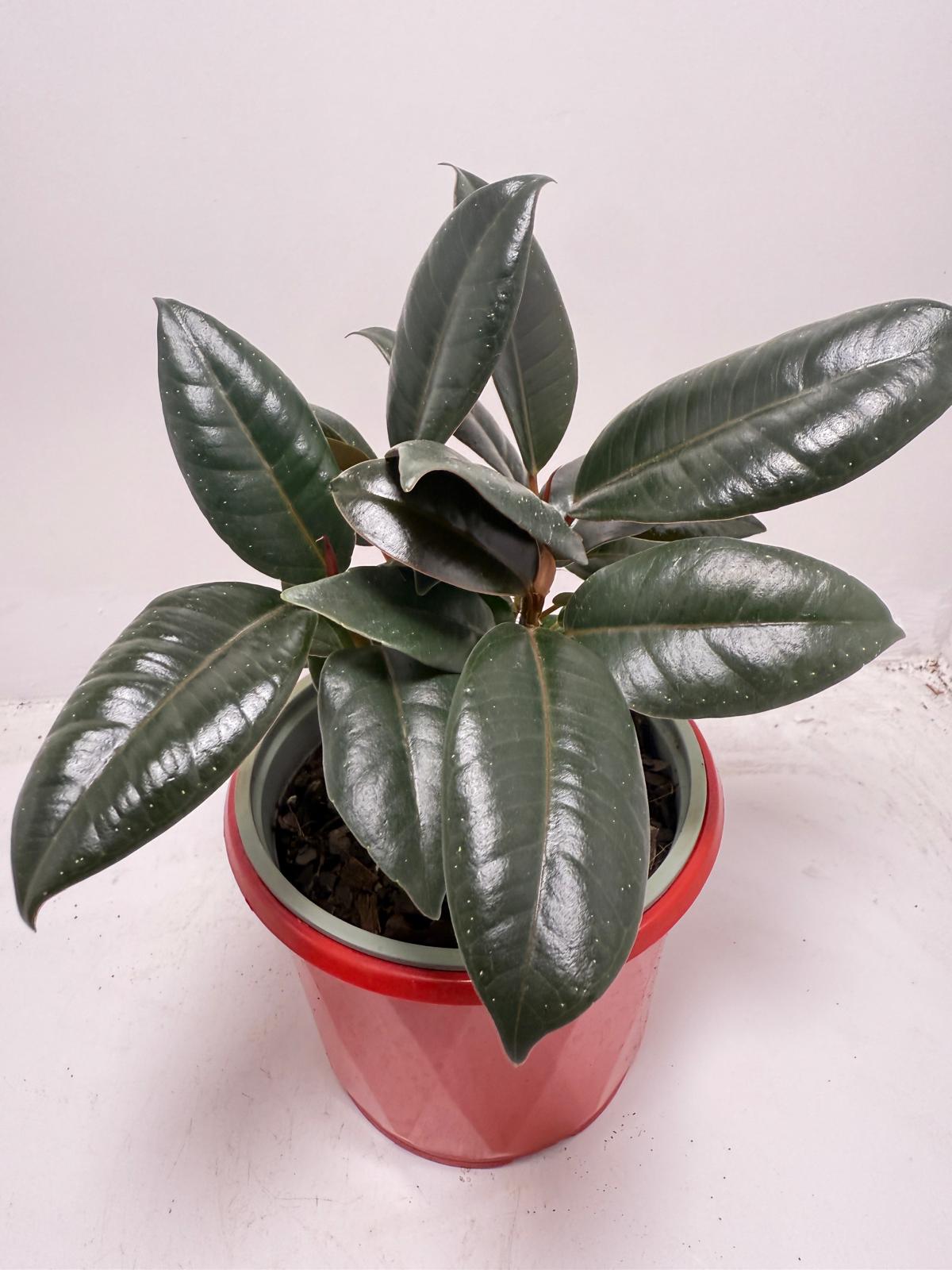 Ficus Elastica ‘Burgundy’ 130 mm