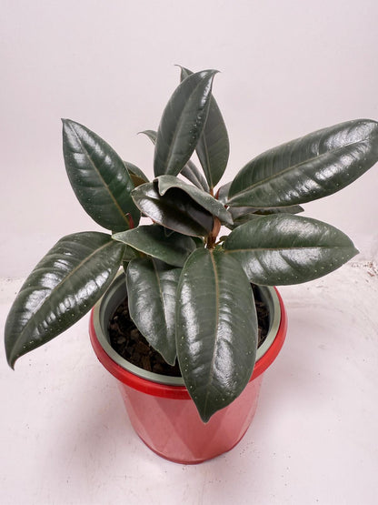 Ficus Elastica ‘Burgundy’ 130 mm