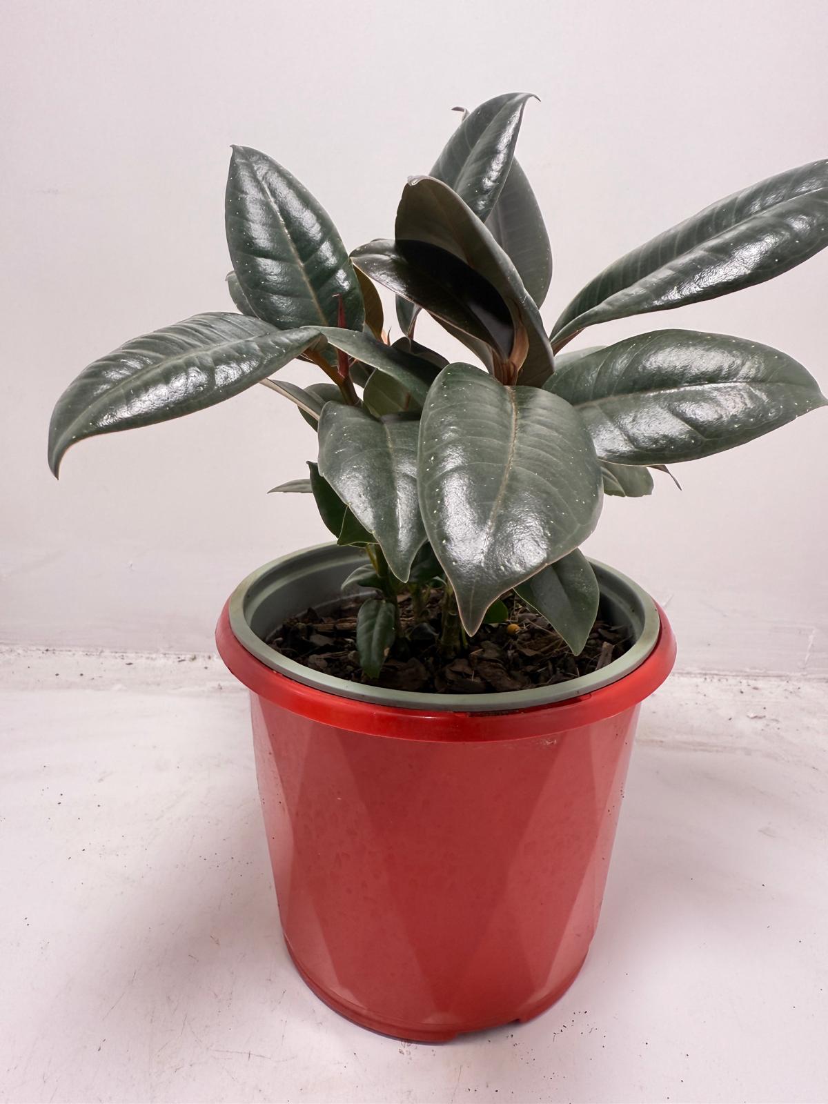 Ficus Elastica ‘Burgundy’ 130 mm