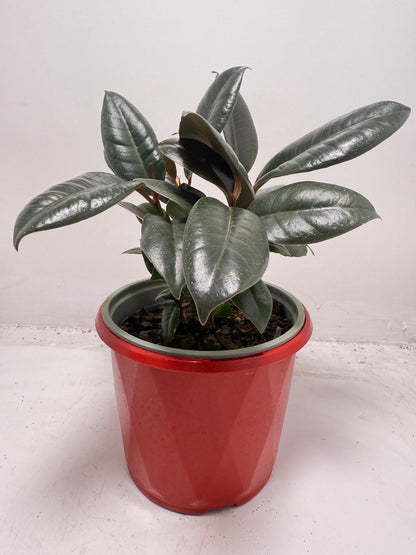 Ficus Elastica ‘Burgundy’ 130 mm