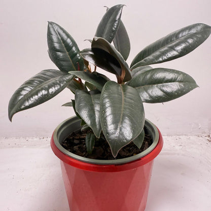 Ficus Elastica ‘Burgundy’ 130 mm