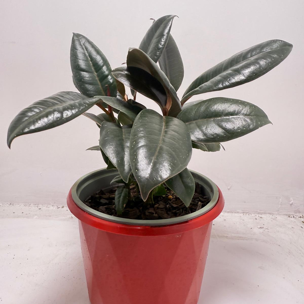 Ficus Elastica ‘Burgundy’ 130 mm