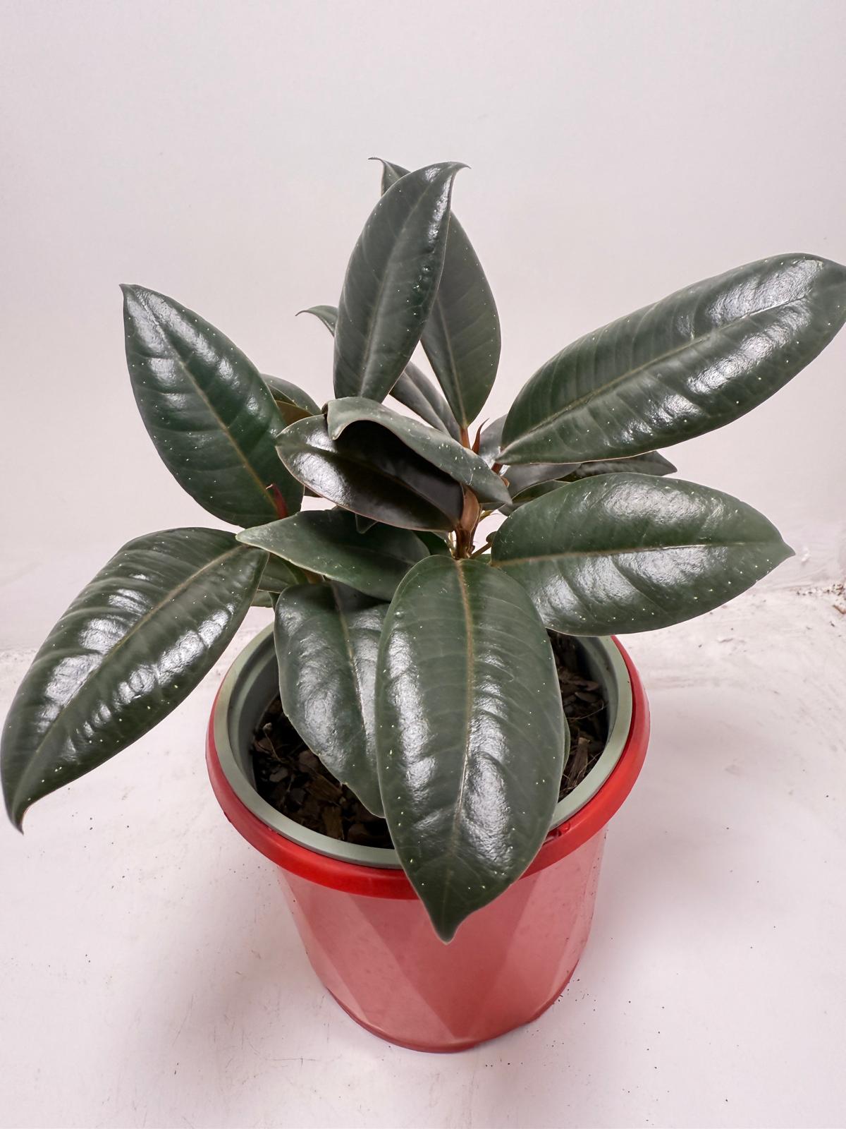 Ficus Elastica ‘Burgundy’ 130 mm