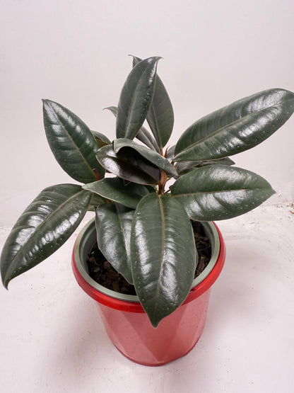 Ficus Elastica ‘Burgundy’ 130 mm