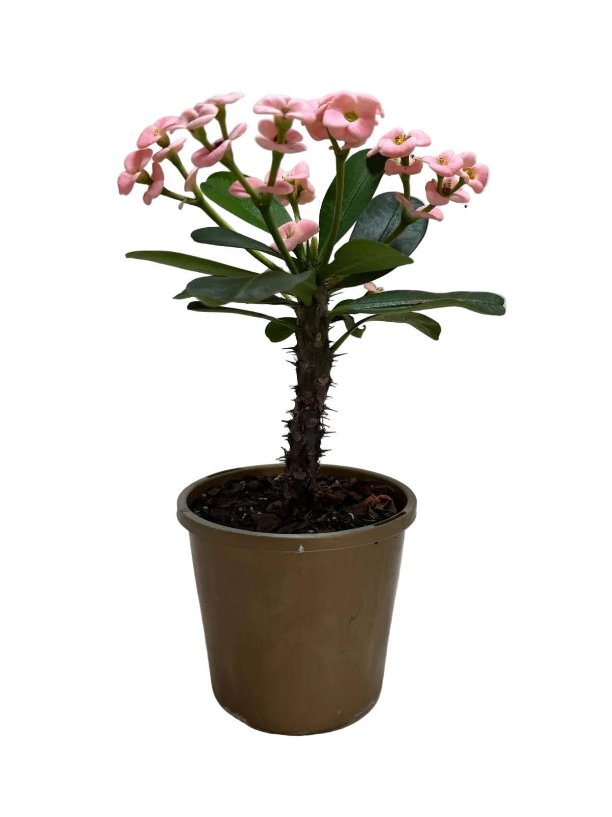 Euphorbia Milli Pink #225