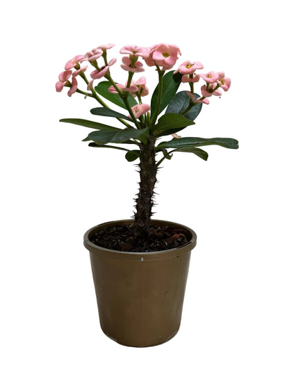 Euphorbia Milli Pink #225