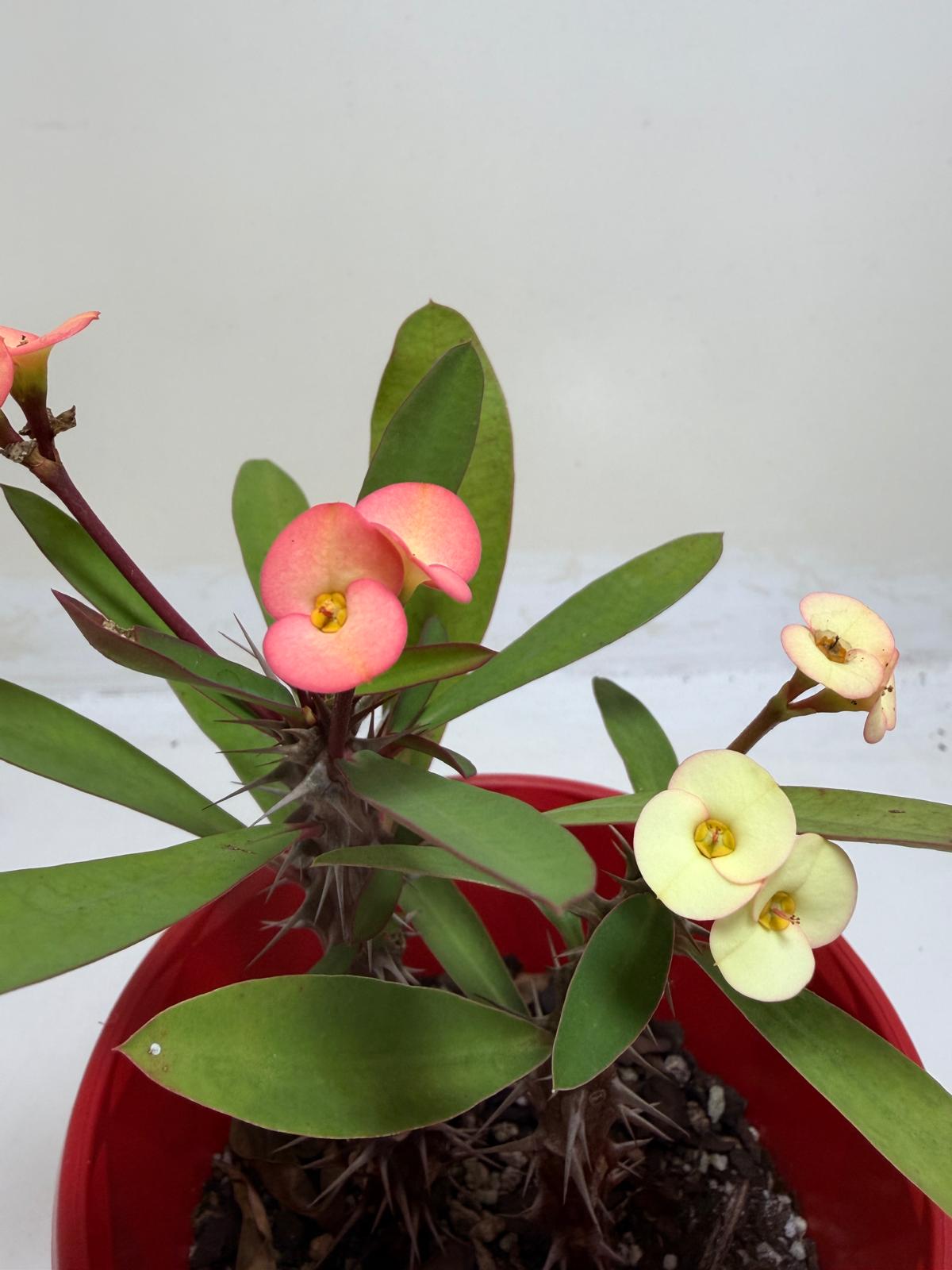 Euphorbia Milli Pink and yellow #228