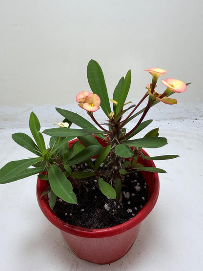 Euphorbia Milli Pink 2 in one #208