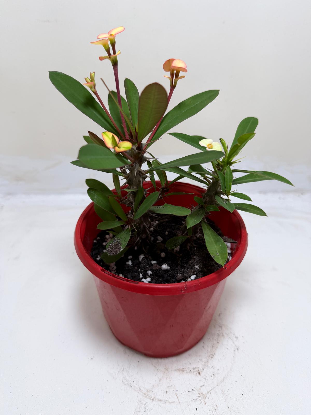 Euphorbia Milli Pink 2 in one #208