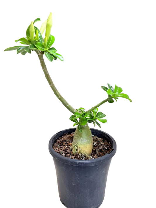 Adenium Obesum Desert rose - White #515,