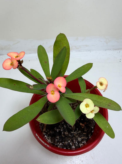 Euphorbia Milli Pink and yellow #228