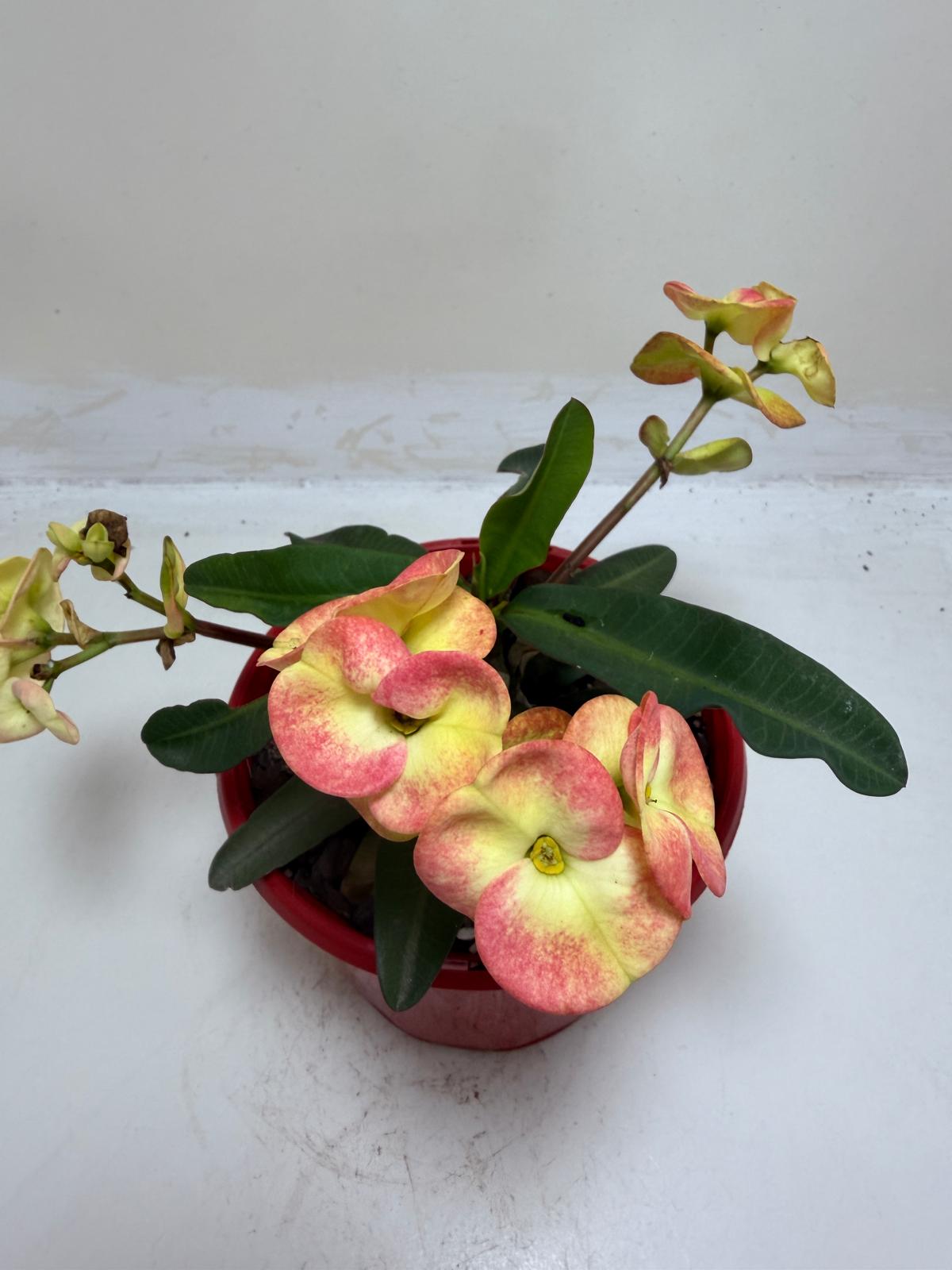 Euphorbia Milli  #229