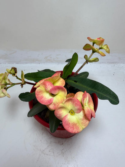 Euphorbia Milli  #229