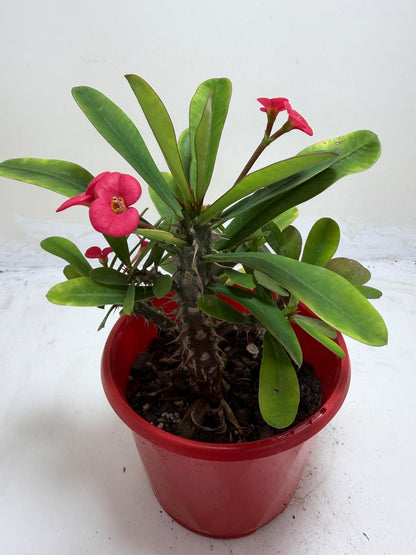 Euphorbia Milli Pink  #209