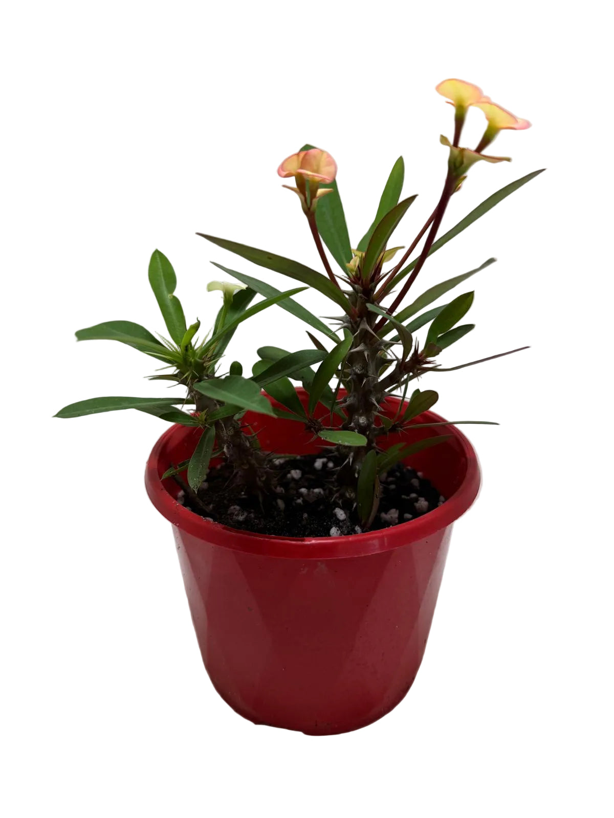 Euphorbia Milli Pink 2 in one #208