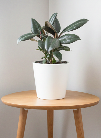 Ficus Elastica ‘Burgundy’ 130 mm