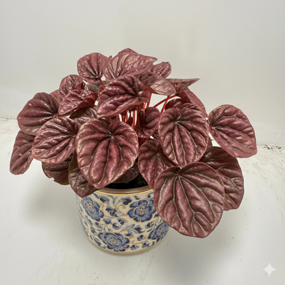 Peperomia ‘Ruby Ripple’ 130mm Pot Size