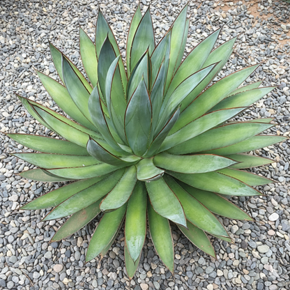 Agave Blue Glow