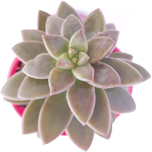 Graptosedum 'Bert Stanwick'