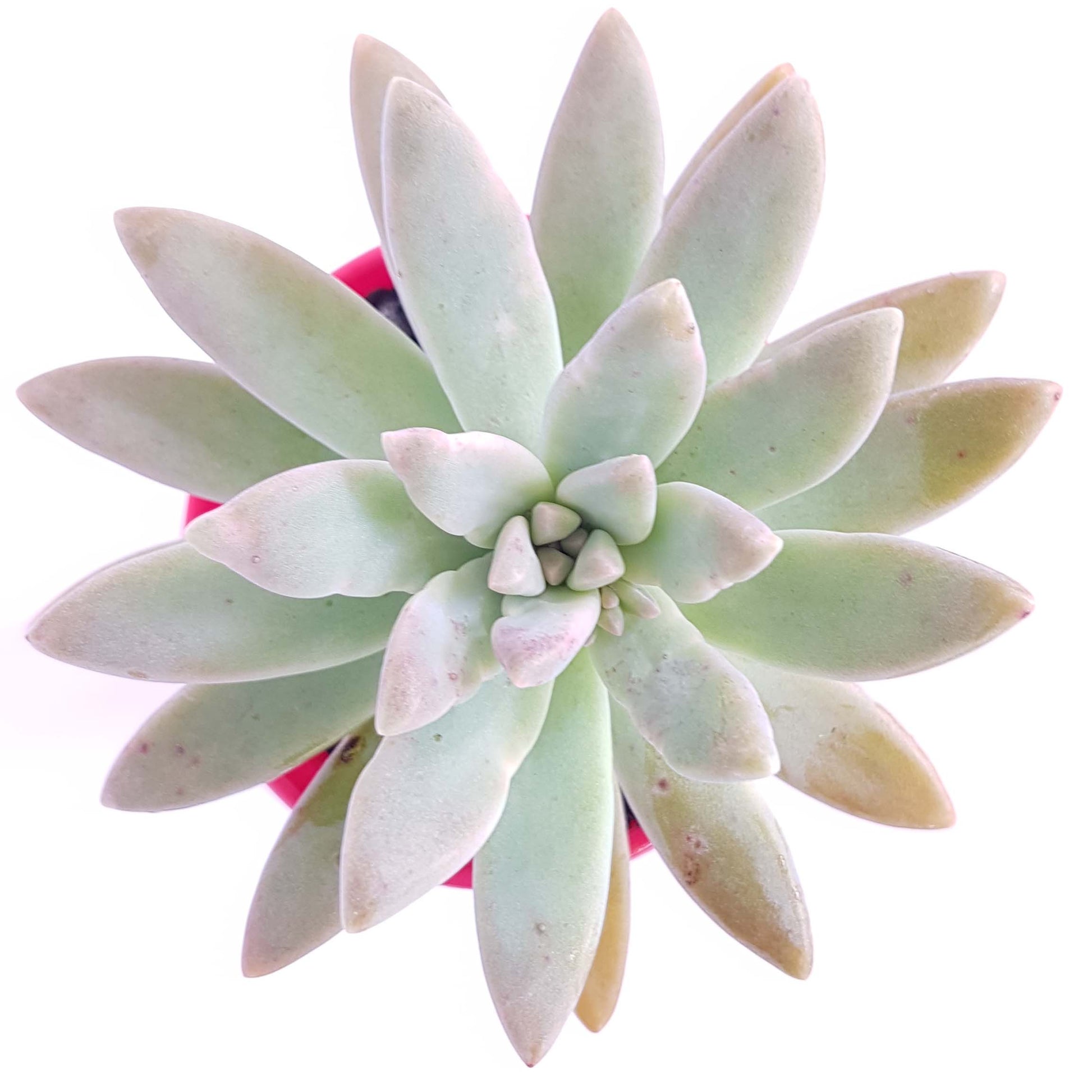 glauca succulent Buy Graptosedum Glauca