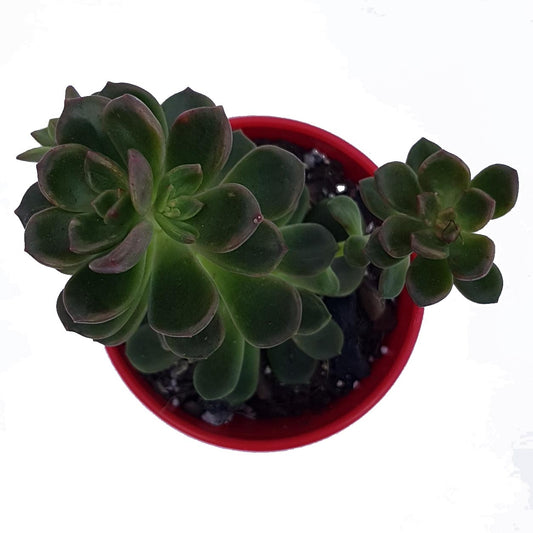Graptosedum 'Nova'