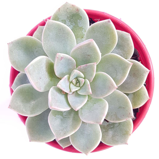 Graptoveria ‘Acaulis’