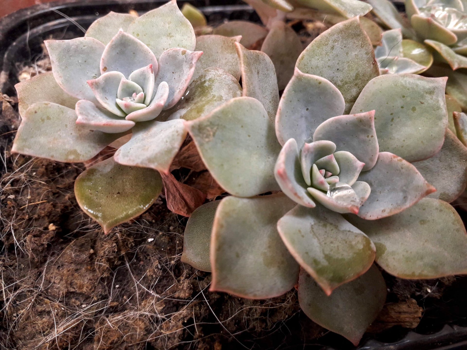 Buy Graptoveria Purple Delight