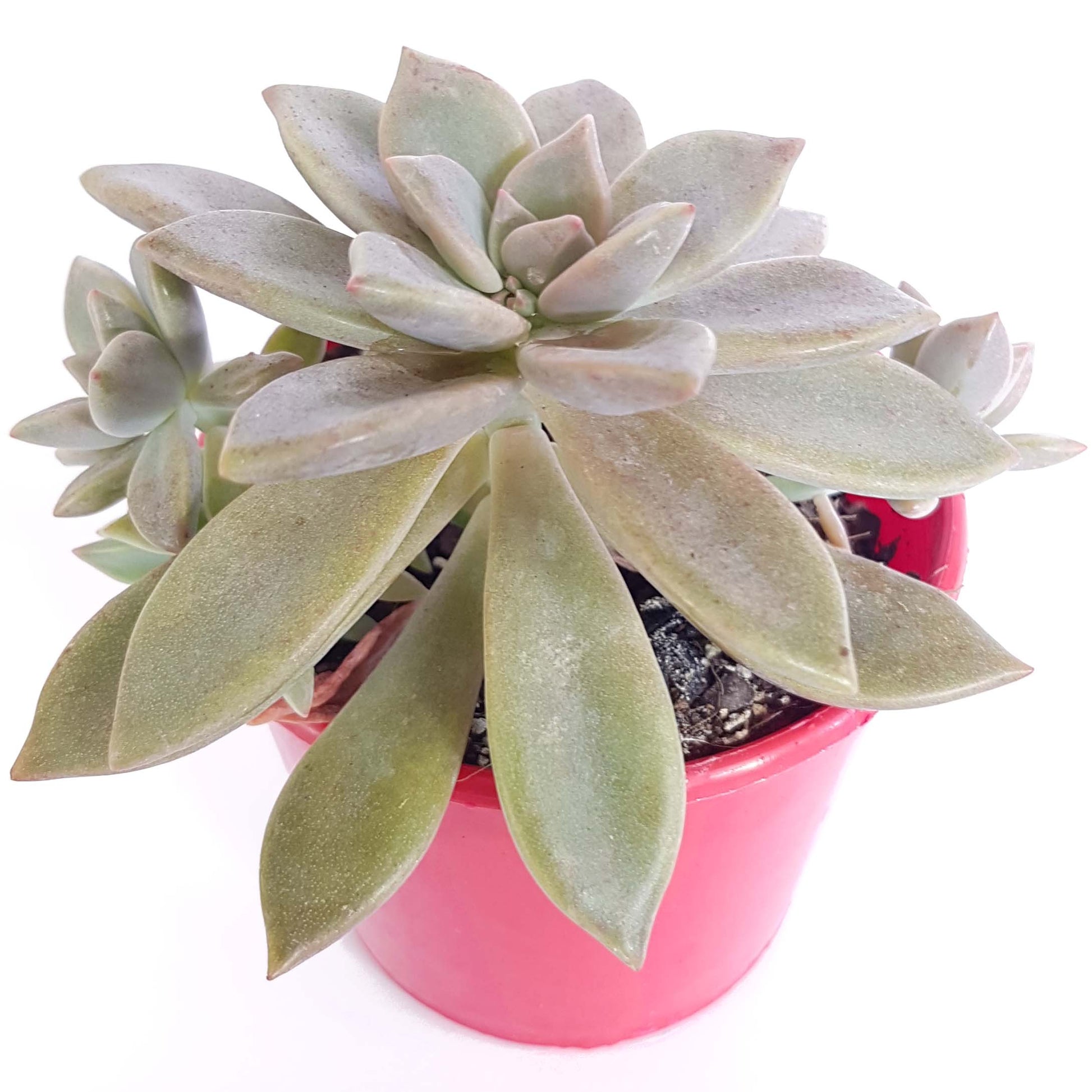 rose queen succulent Buy Graptoveria Rose Queen
