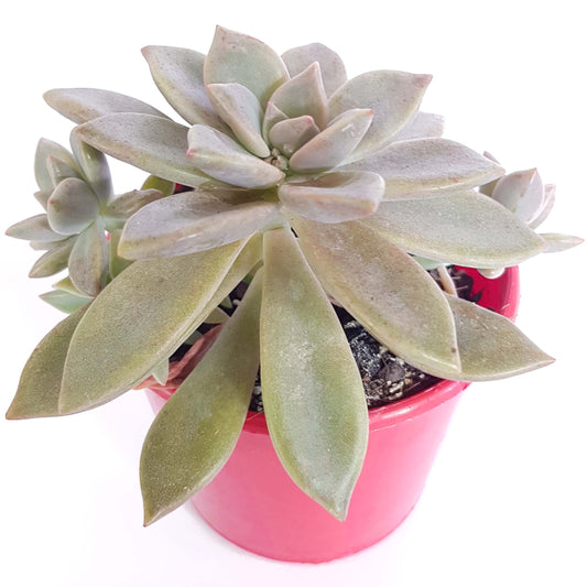 Graptoveria Rose Queen  80mm