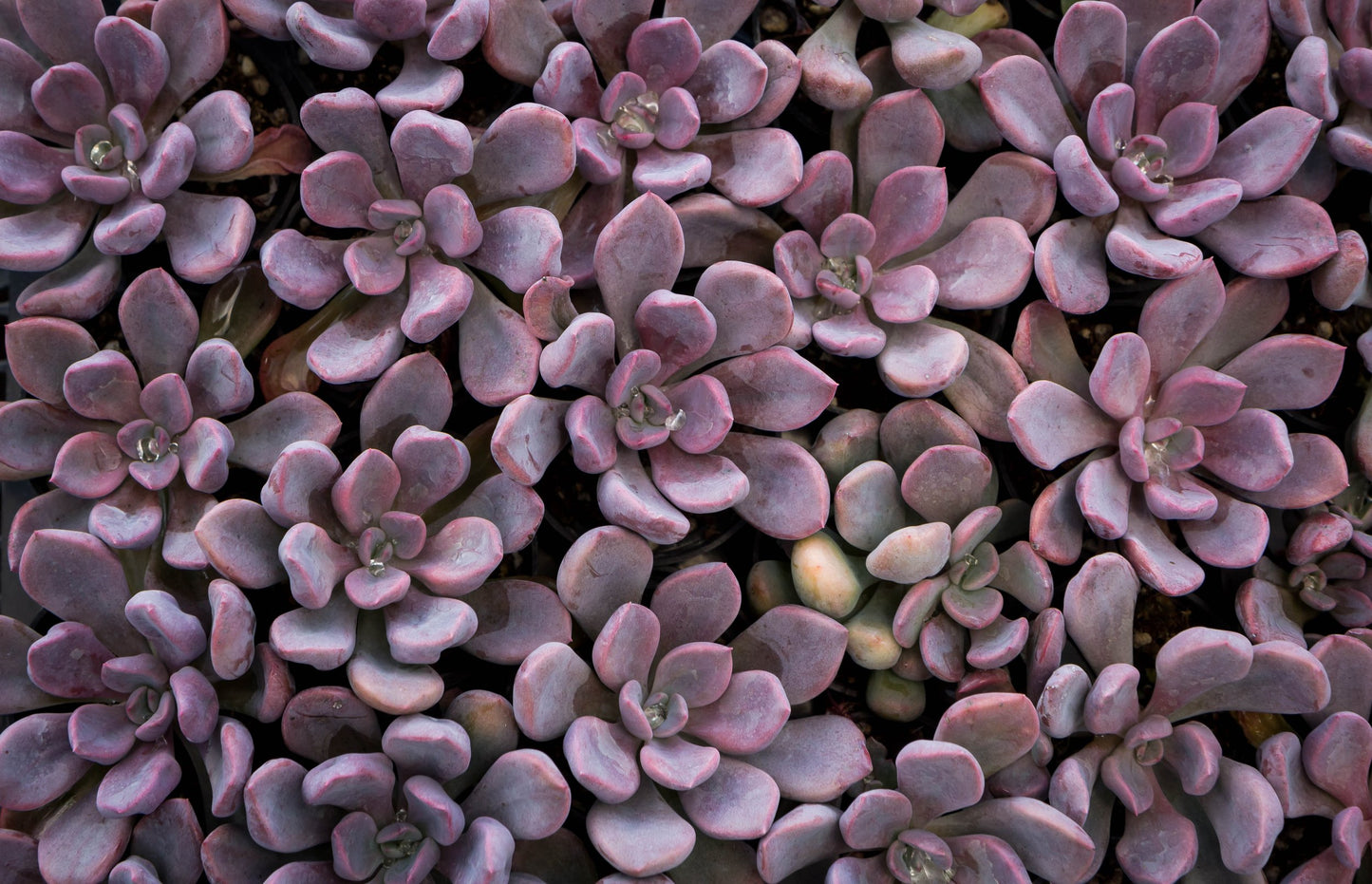 topsy debbie succulent Buy Graptoveria Lilac Spoons