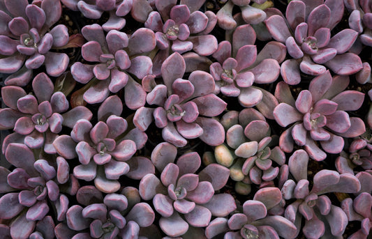 Graptoveria 'Lilac Spoons' Topsy Debbie