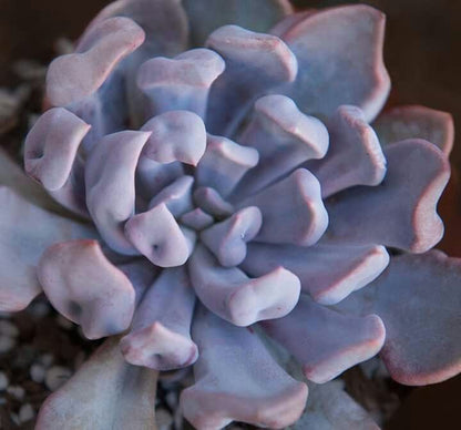 lilac spoons succulent Buy Graptoveria Lilac Spoons