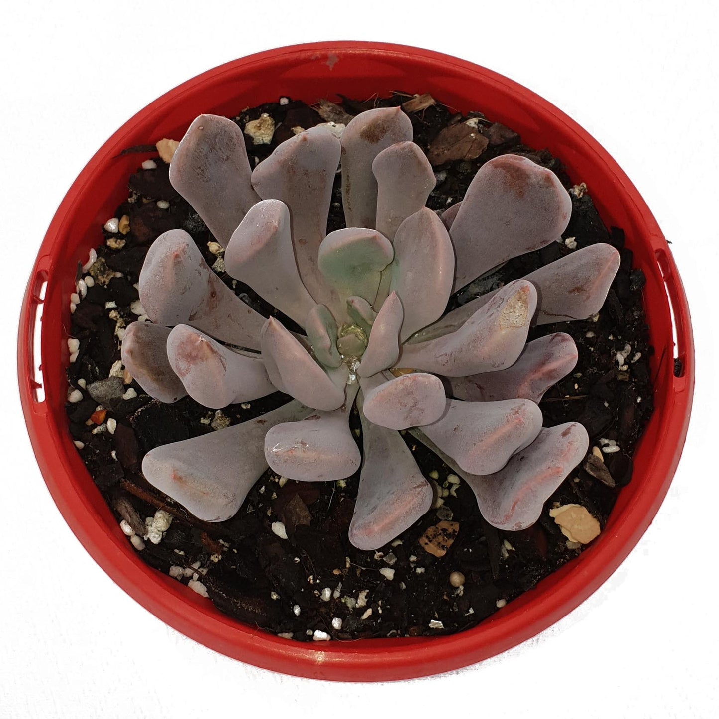 lilac spoons succulent Buy Graptoveria Lilac Spoons