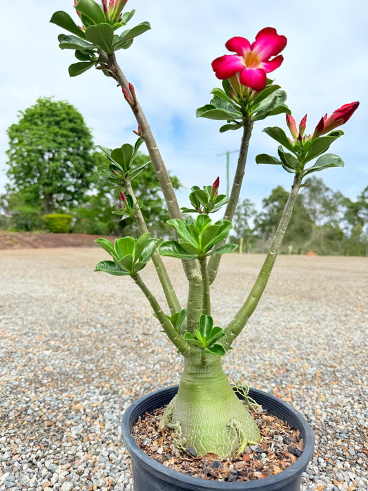 Adenium Obesum Desert Rose - Deep Crimson Red #517