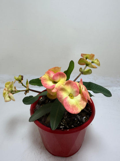 Euphorbia Milli  #229