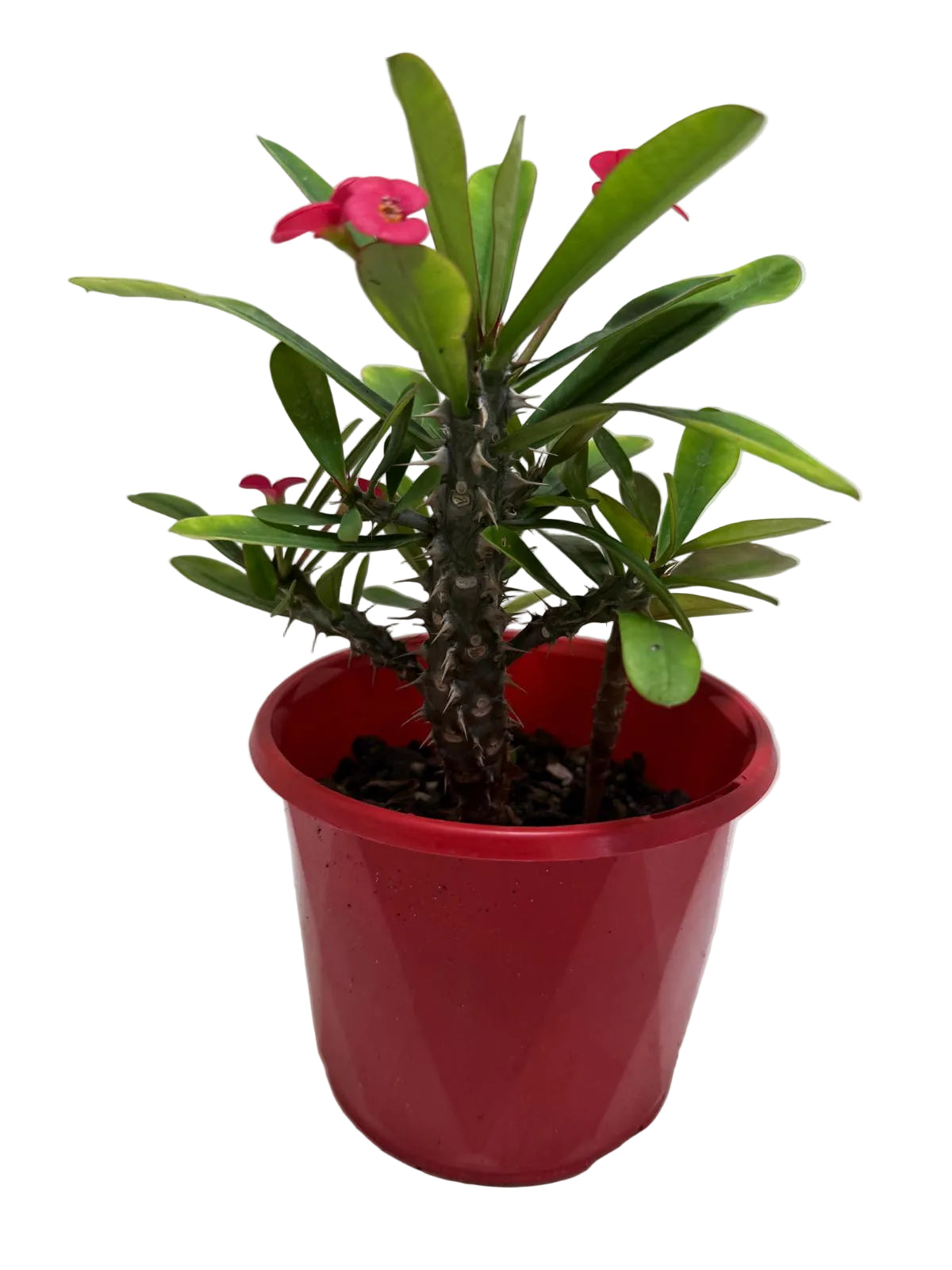 Euphorbia Milli Pink  #209