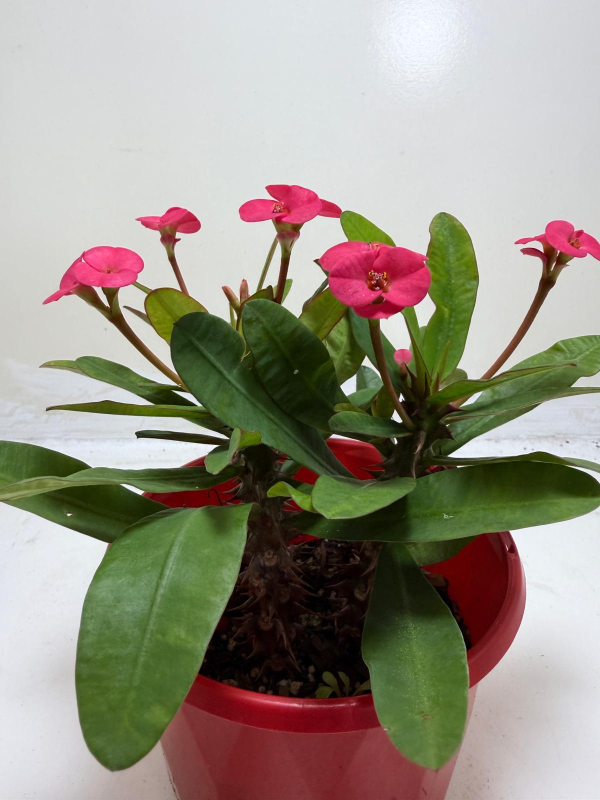 Euphorbia Milli Pink 3 in one #207