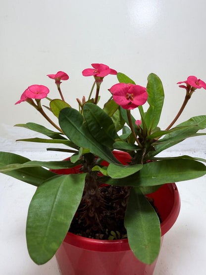 Euphorbia Milli Pink 3 in one #207